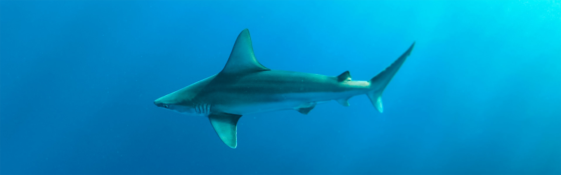 Sandbar Sharks: Exploring the Enigmatic Inhabitants of Shallow Coastal Waters
